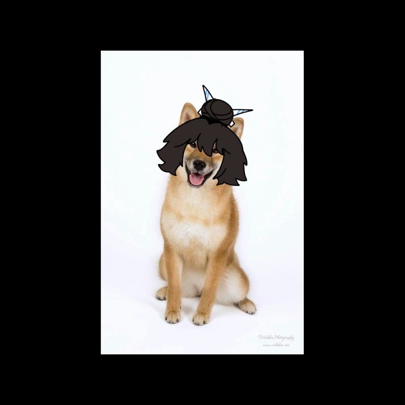 Create meme: shiba inu, Akita inu , dog Shiba inu