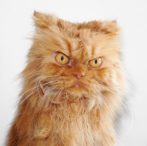Create meme: meme angry cat, angry cat, angry cat