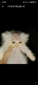 Create meme: fluffy kittens, cat