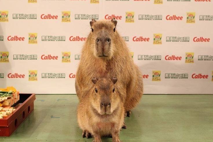 Create meme: capybara water pig of south america, the capybara family, capybara capybara