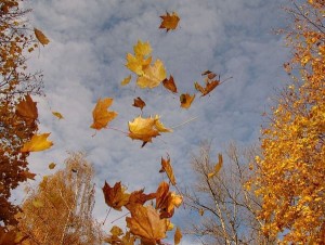 Создать мем: падающие листья, осень листья, осень листопад