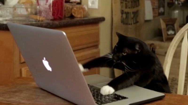 Create meme: cat , the cat at the computer, black cat at the computer