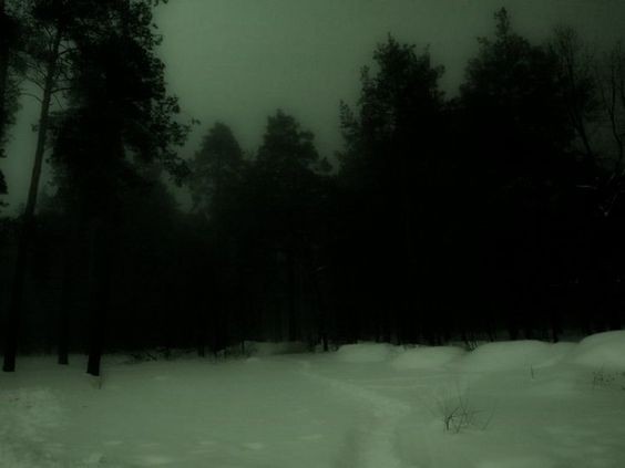 Create meme: night forest, forest at night in winter, the woods at night