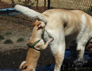 Create meme: fun with animals, very funny pictures to tears about animals, dog licks ass