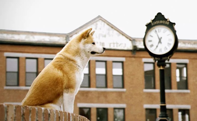 Create meme: a shot from the movie hachiko, hachiko 2, the dog Hachiko