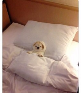 Create meme: cute dogs, the dog is sleeping on the bed, little dog
