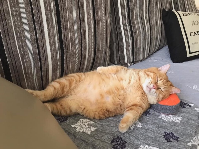 Create meme: sleepy cat, red cat , fat ginger cat
