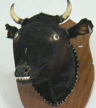 Create meme: taxidermy , cow's head, bull mask