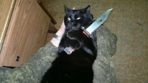 Создать мем: кот с ножом, черный кот, кошка