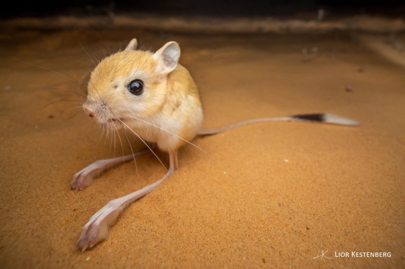 Create meme: dwarf jerboa, five-toed dwarf jerboa, jerboa