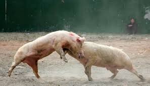 Create meme: pig breed Landrace, pig pig , fighting pigs