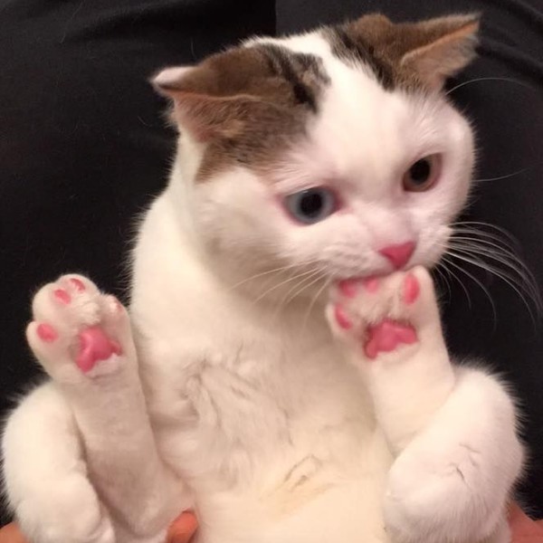 Create meme: a cat with a paw at its mouth, cat , cat meme