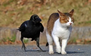 Create meme: animals of the world, funny animals, cat and crow