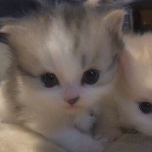Create meme: cat, cute kittens, cats kittens
