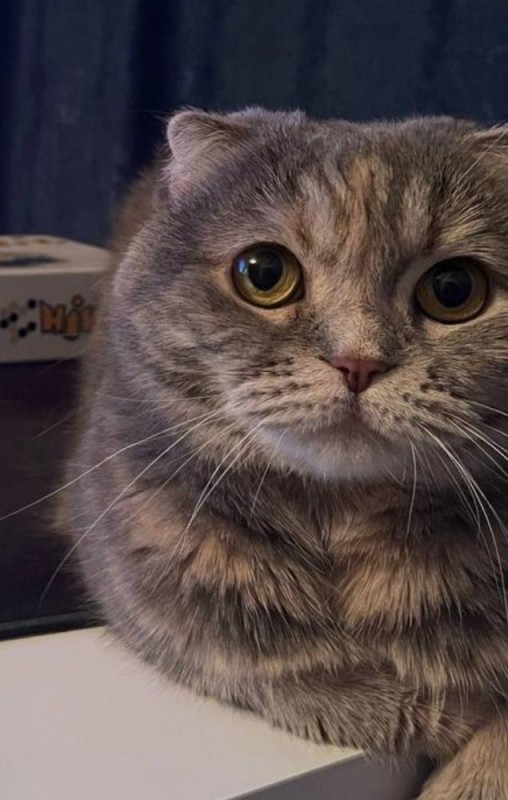 Create meme: Scottish fold cat, Scottish fold cat, Scottish