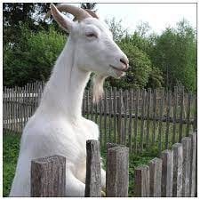 Create meme: goat white