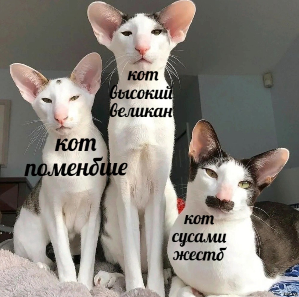 Кот грузин мемы