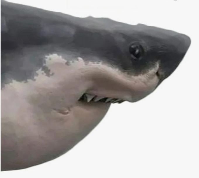 Create meme: megalodon shark, shark meme, bulofnaya meme