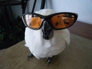 Create meme: parrot with glasses meme, parrot glasses, memes parrot with glasses