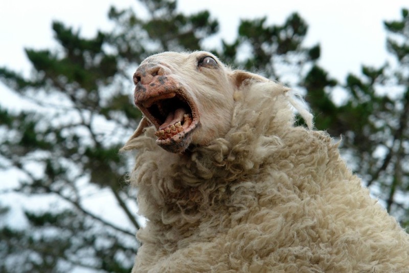 Создать мем: паршивая овца 2006, злая овца, бешеная овца