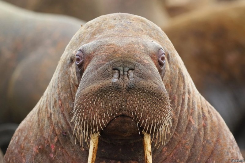 Создать мем: тихоокеанский морж, тихоокеанский морж (odobenus rosmarus divergens), морж атлантический