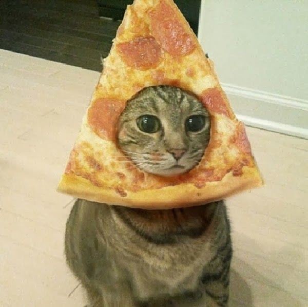 Создать мем: пицца, кот шаурма, кот пицца