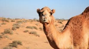 Create meme: camel , one - humped camel, wild one-humped camel Australia