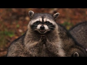 Create meme: raccoon, sly raccoon photo, sly raccoon pictures