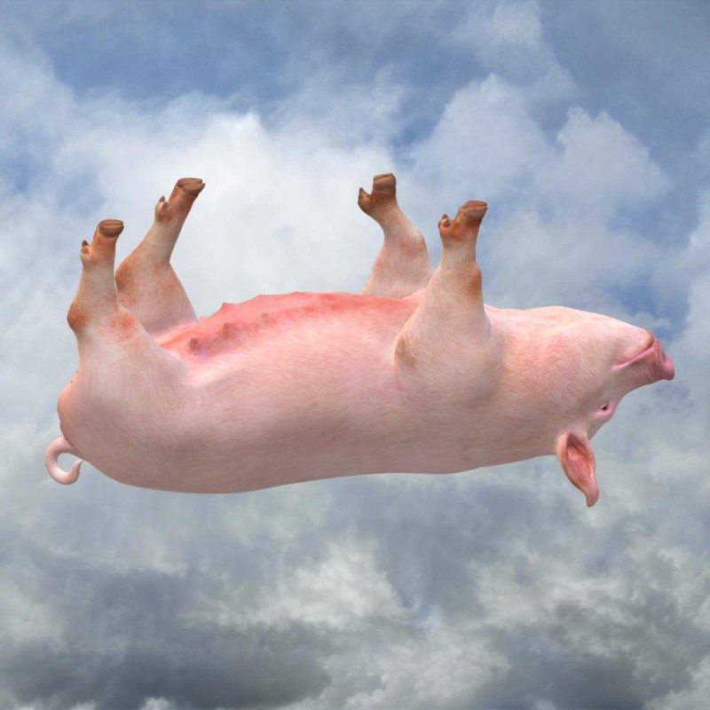 Создать мем: поросенок, свинья, летающие свинки