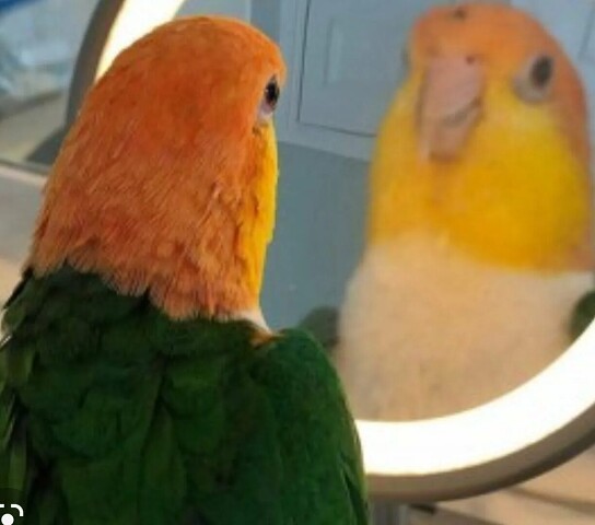 Create meme: macaw parrot, parrot in the mirror, the parrot is orange