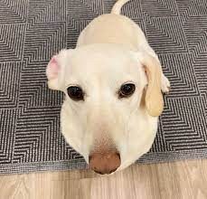 Create meme: breed Labrador, Labrador, Labrador dog