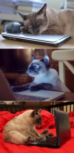 Create meme: cat, cats, Kote