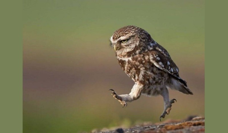 Create meme: owl , the offended owl, owl walks