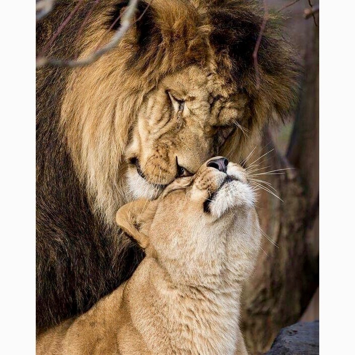 Create meme: lion and lioness , Lions love, The lion and the lioness tenderness