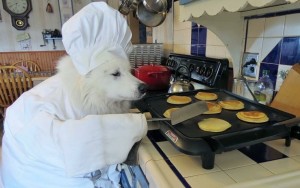 Create meme: Samoyed husky, food