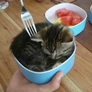 Create meme: cat, funny cat, soup with a cat