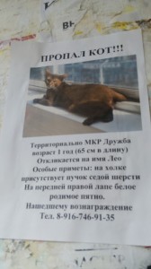 Create meme: cat, the announcement of the missing cat sample, lost cat