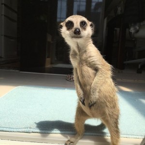 Create meme: meerkat, meerkat, Name