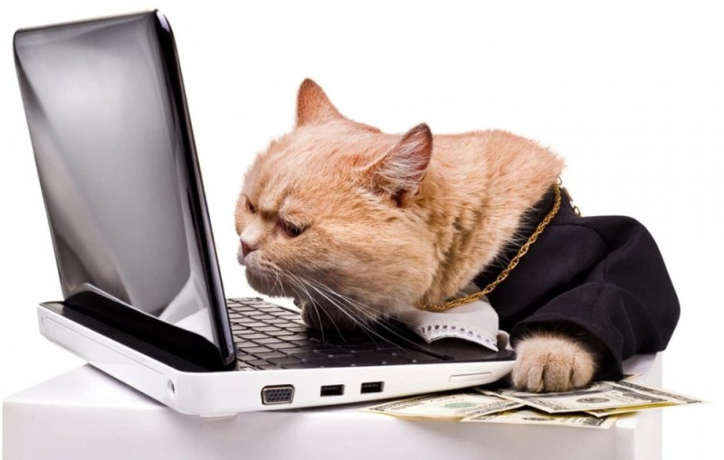 Create meme: cats at the computer, cat at the computer, cat with laptop