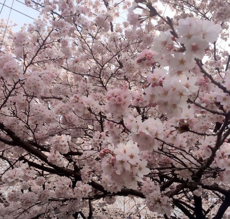 Создать мем: сакура японская, цветущая сакура, цветущая вишня