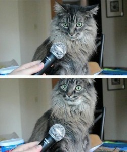 Create meme: cat with microphone , the cat realized, cat 