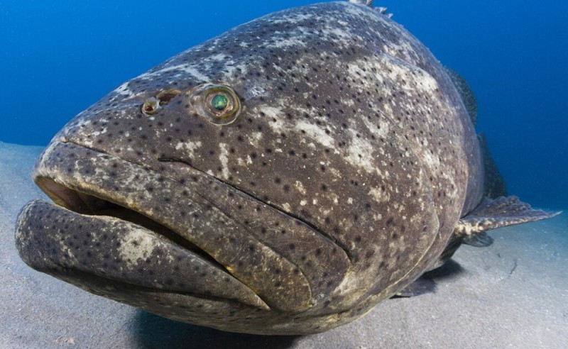 Create meme: Atlantic giant grouper, Atlantic giant grouper fish, Goliath Grouper