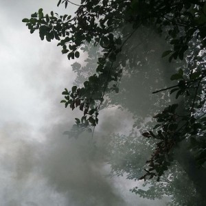 Create meme: torrential rain, forest misty, fog in the forest
