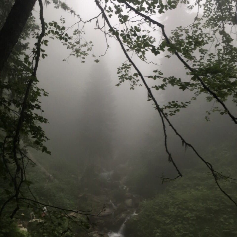Создать мем: forest fog, dark nature, 2022, лес природа