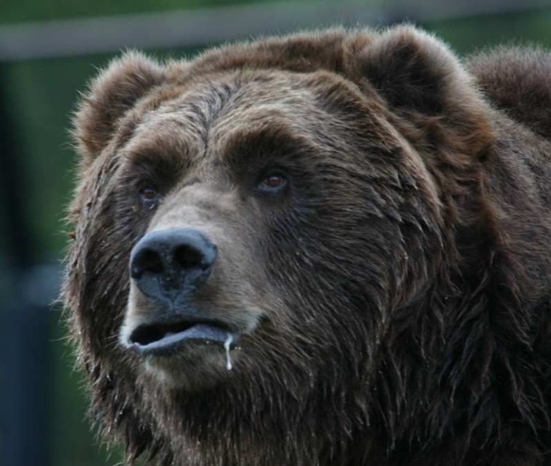 Create meme: Siberian bear, grizzly north american brown bear, brown bear 