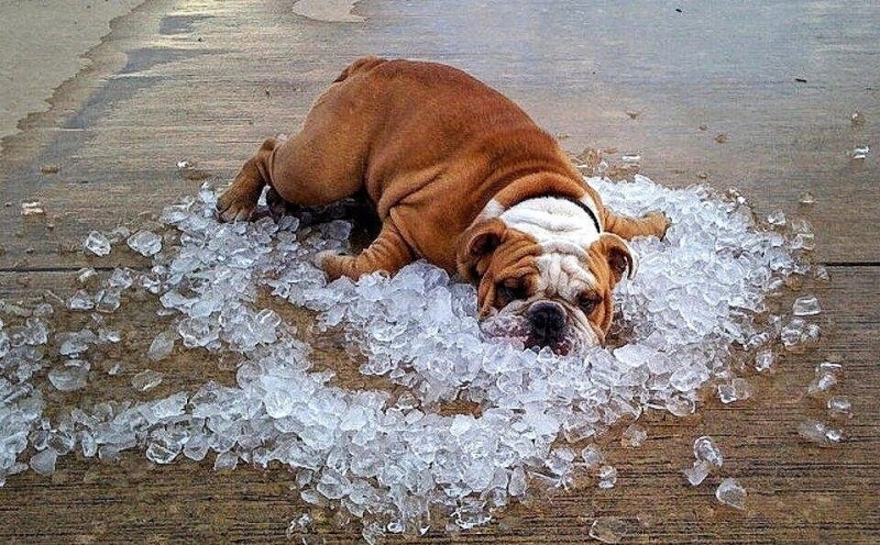 Create meme: A dog in the heat, english bulldog , animals in the heat