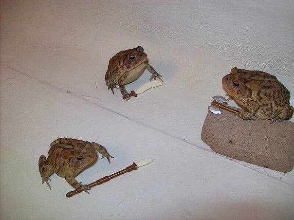 Create meme: toad frog, The warthog toad, frogs