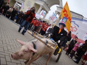 Создать мем: свинья в упряжке, свинья, гонки на свиньях