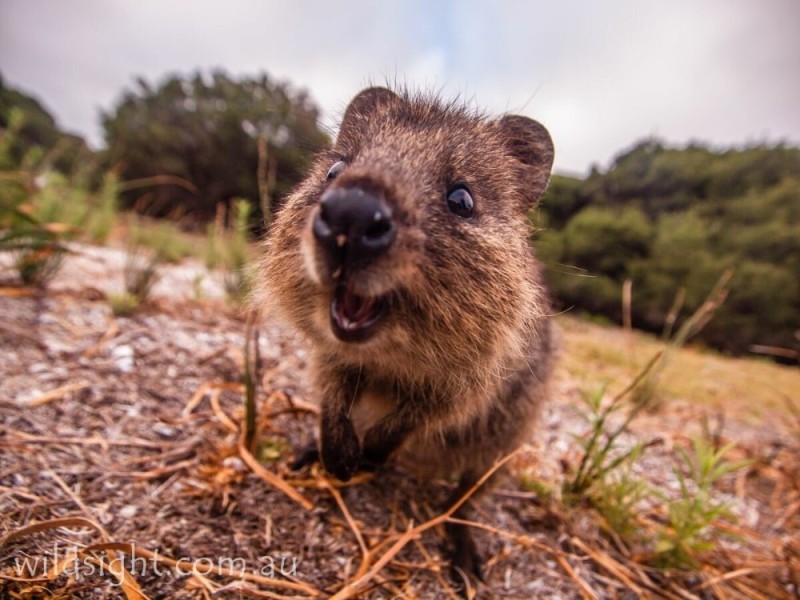 Create meme: quokka an animal, quokka, funny quokkas