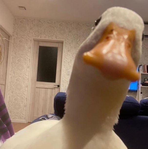 Create meme: duck, goose , duck white